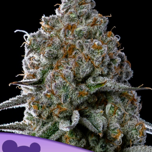 Fryday Boof - Anesia Seeds