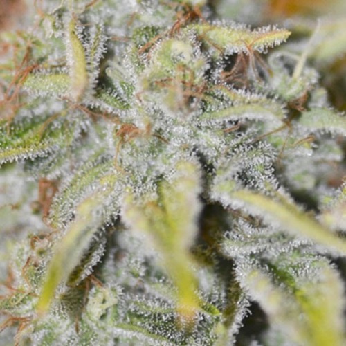 Furious Candy - Eva Female Seeds wiettop