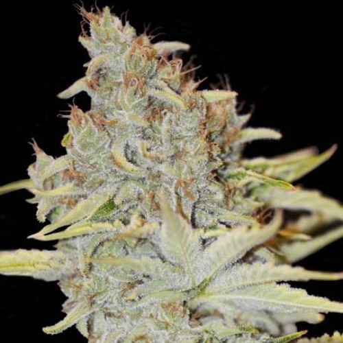 Furious Candy - Eva Female Seeds