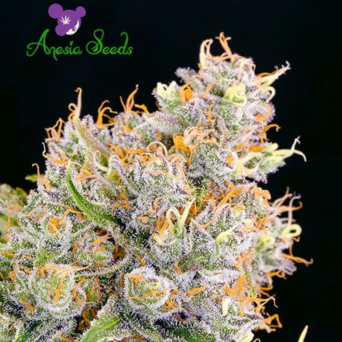 Future #1 - Anesia Seeds