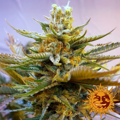 G13 Haze top van zaadbank Barney's Farm