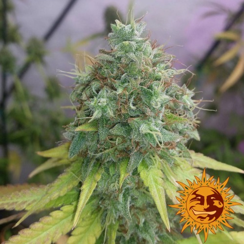 G13 Haze cannabis plant - Barney's Farm