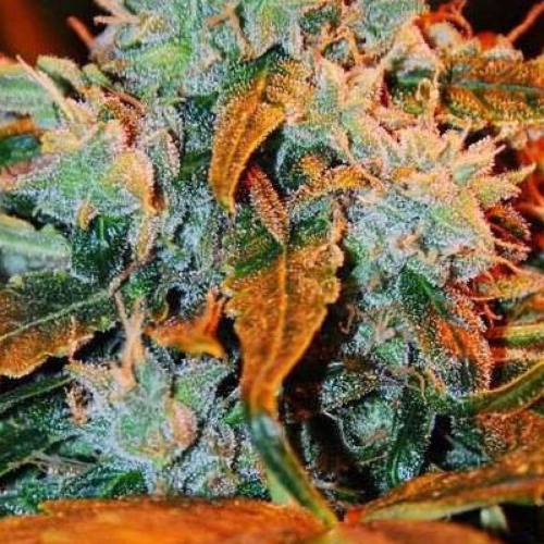 Auto Berry - G13 Labs close up wiet