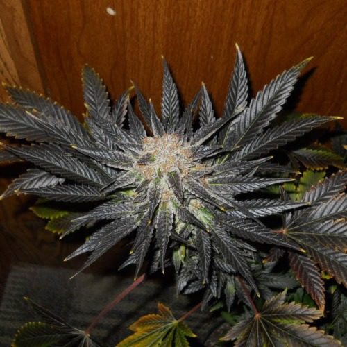 Blue Venom - G13 Labs close up wietplant