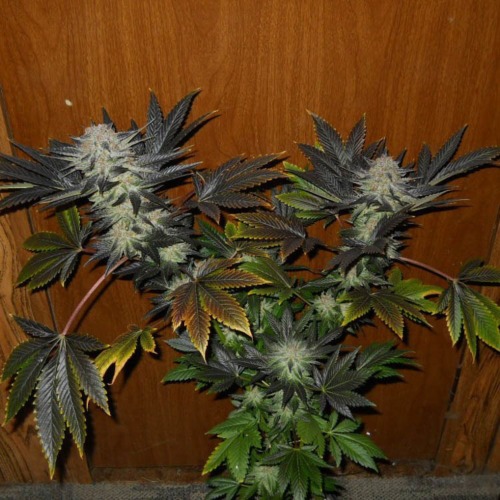 Blue Venom - G13 Labs feminised wietplant