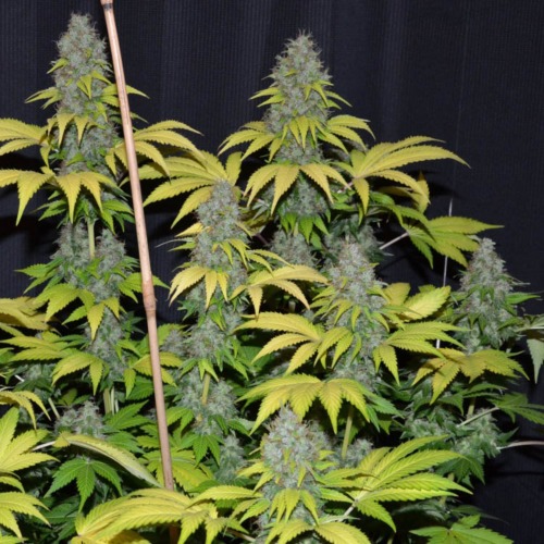 Blueberry Gum - G13 Labs wietplanten met volle toppen