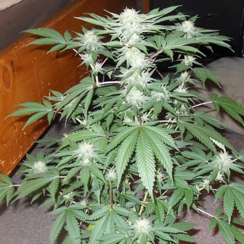 Mozzarella - G13 Labs wietplant in bloei