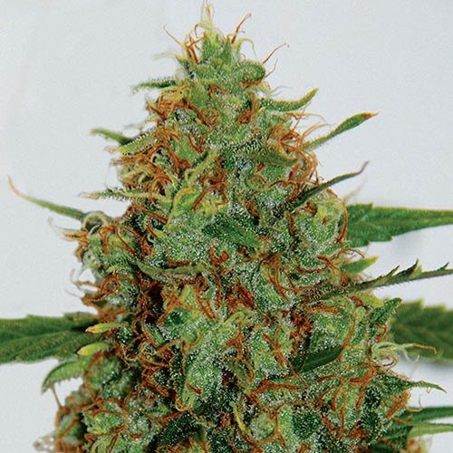 C99 - G13 Labs