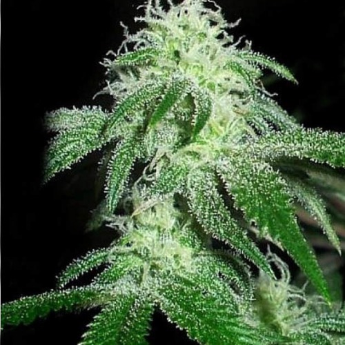 Gigabud - G13 Labs