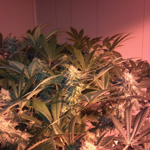 Raw Diesel - G13 Labs wietplanten in kweekruimte