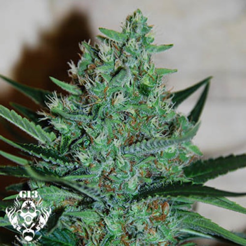 White Lavender - G13 Labs