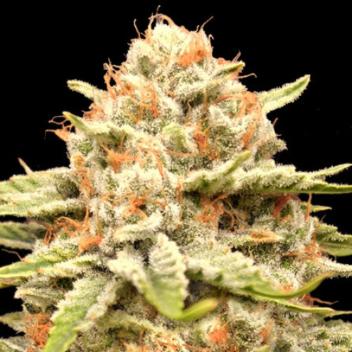 Garlicane - Advanced Seeds