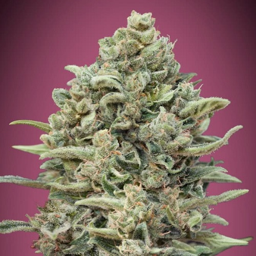 Gelato #33 Fast - Advanced Seeds