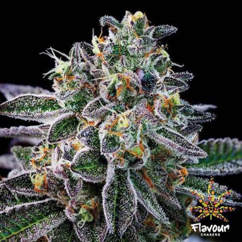 Gelato #33 - Flavour Chasers