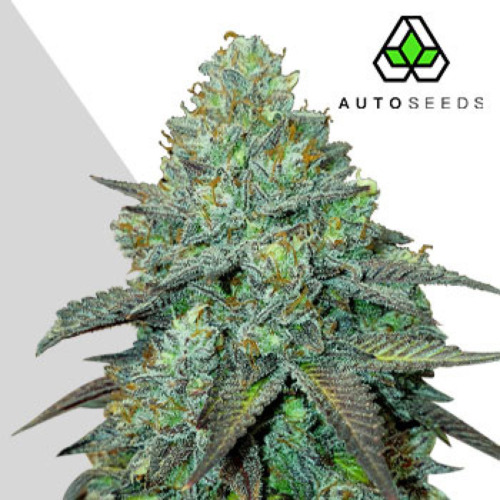 Gelato Auto - Auto Seeds