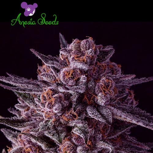 Gelato Dream - Anesia Seeds