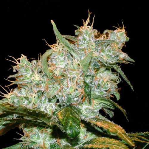 Goxuak Auto - Genehtik Seeds 