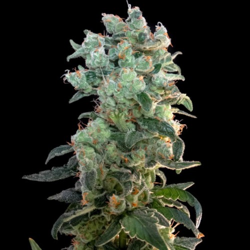 Santa Bilbo - Genehtik Seeds lange wiet top