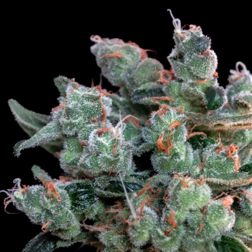 Santa Bilbo - Genehtik Seeds wiet van dichtbij