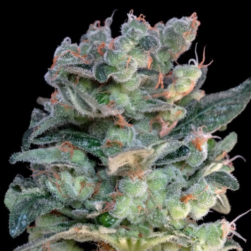 Santa Bilbo - Genehtik Seeds close-up wiet