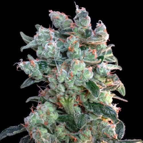 Santa Bilbo - Genehtik Seeds wietplant in bloei