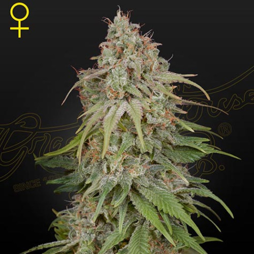 GH Amnesia - Green House Seeds