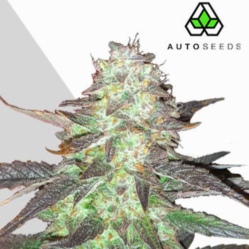 Ghost Train Haze Autoflower - Auto Seeds