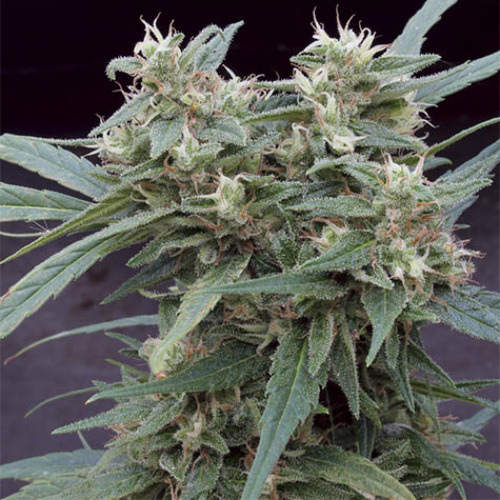 Gimli Auto - Big Monster Seeds