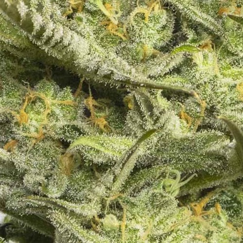 Gipsy Haze - Eva Female Seeds close up wiet