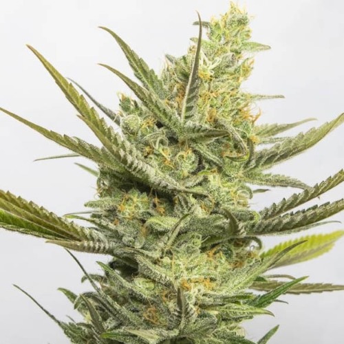 Gipsy Haze - Eva Female Seeds lange wiettop