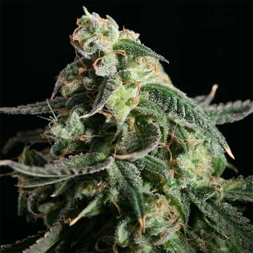 Girl Scout Cookies - Blimburn Seeds - Dikke Top