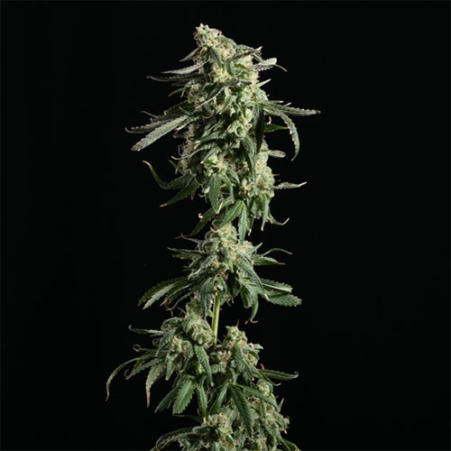 Girl Scout Cookies - Blimburn Seeds - Hoofdtop
