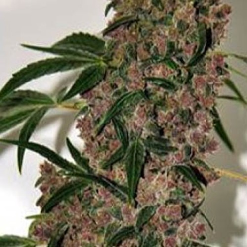 Girl Scout Cookies Extreme - Bulldog Seeds