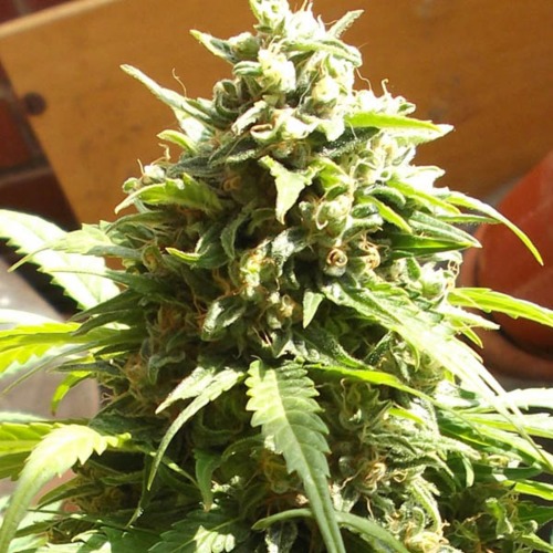 Girl Scout Cookies - Huismerk Wietzaadjes.nl