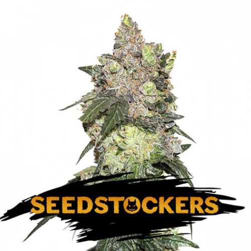 Girl Scout Cookies - Seedstockers