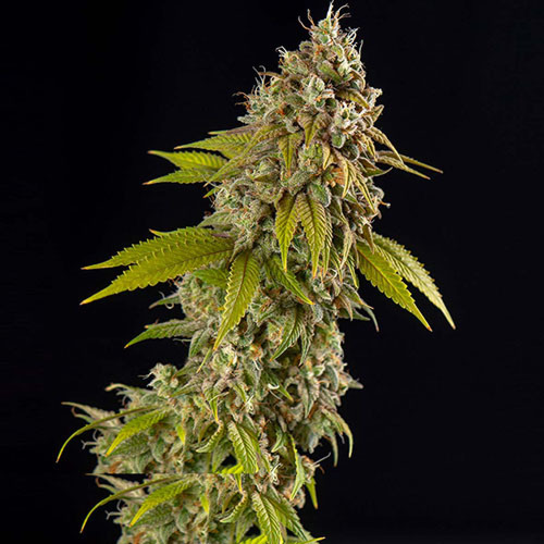 Girls Scout Cookies Auto - Spliff Seeds