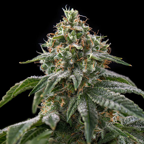 Girls Scout Cookies - Spliff Seeds