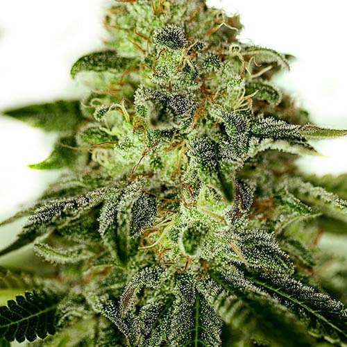 Glory OG - Positronics Seeds