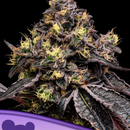 Glowberry Rush - Anesia Seeds