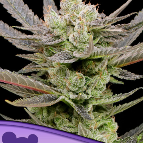 Glowberry Rush auto - Anesia Seeds