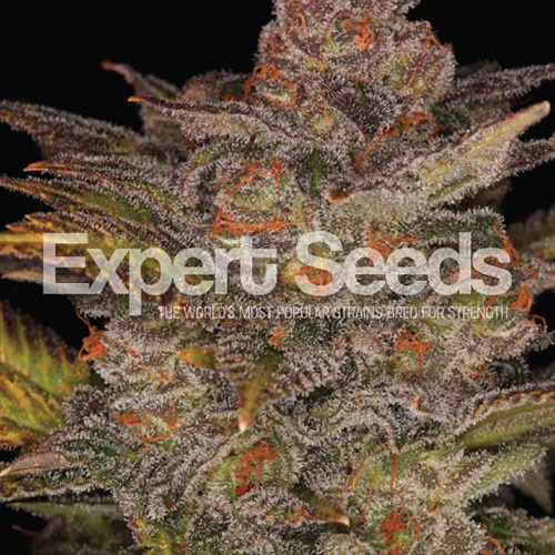 Glueberry Auto - Expert Seeds