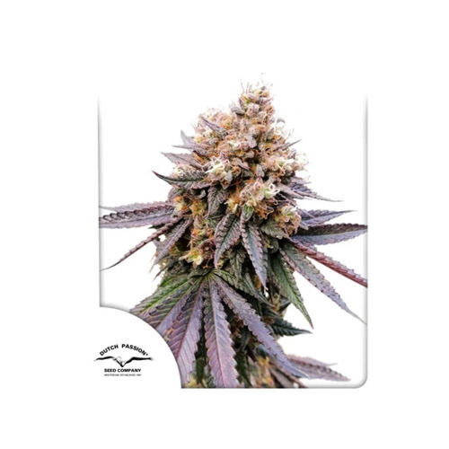 GMO Fast - Dutch Passion