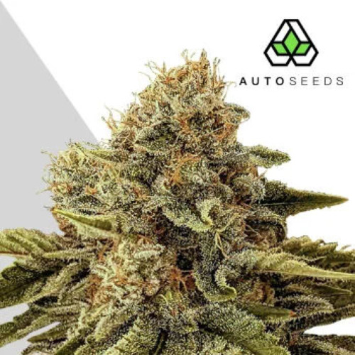 Godfather OG Auto - Auto Seeds