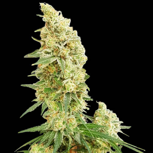 Gorilla Banana - Expert Seeds