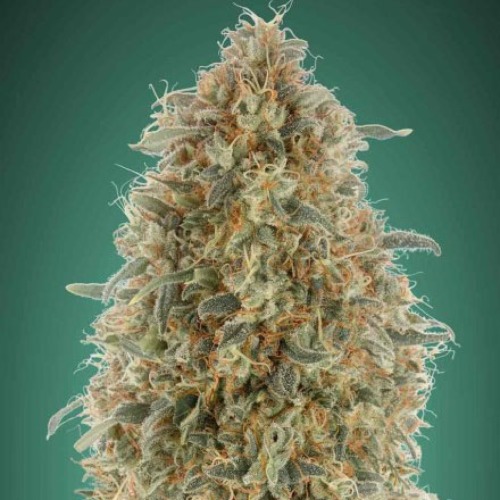 Gorilla Blue - Advanced Seeds