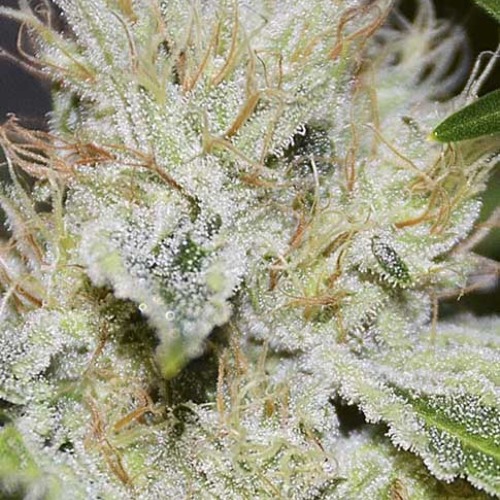 Gorilla Candy - Eva Seeds - Close-up Top