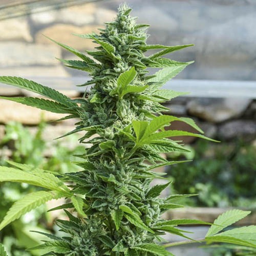 Gorilla Candy - Eva Seeds - Plant in bloei