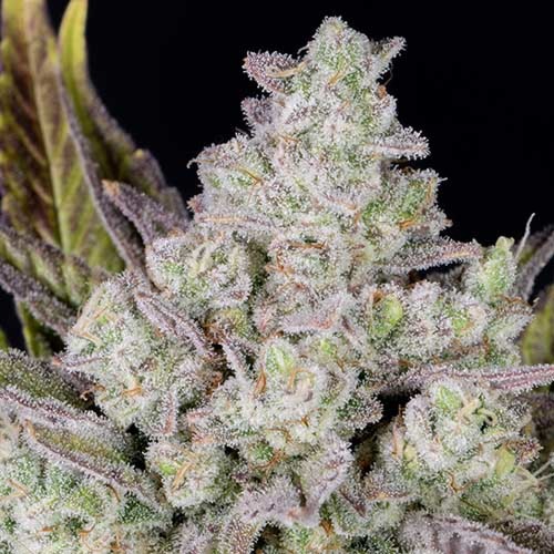 Gorilla Cookies Auto - FastBuds close-up
