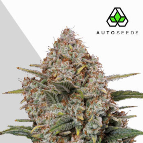Gorilla Cookies Autoflower - Auto Seeds