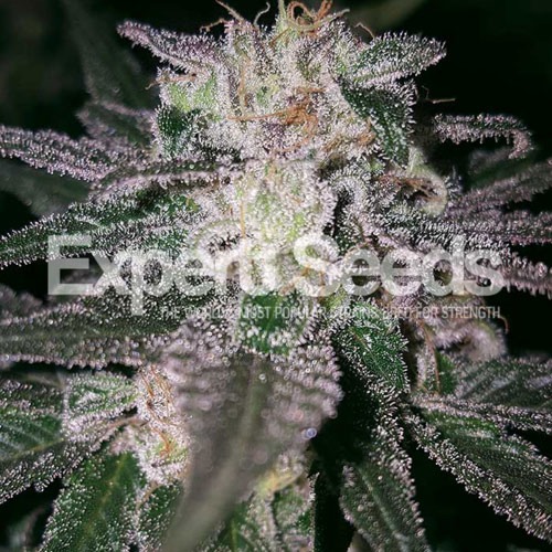 Gorilla Cookies - Expert Seeds